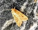 Kepiye cara nyingkirake moth ing apartemen: cara perjuangan lan pencegahan efektif 10028_3