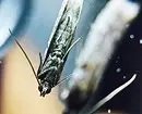 Kepiye cara nyingkirake moth ing apartemen: cara perjuangan lan pencegahan efektif 10028_4