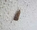 Kepiye cara nyingkirake moth ing apartemen: cara perjuangan lan pencegahan efektif 10028_6