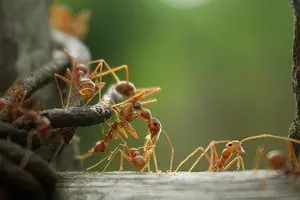 如何使用来自蚂蚁的硼酸：5个有效食谱 10120_1