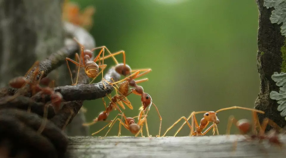 Jak používat kyselinu boritou z mravenců: 5 účinných receptů