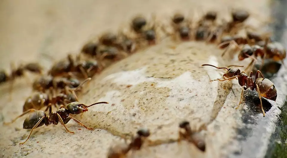 चींटियों से बॉरिक एसिड का उपयोग कैसे करें: 5 प्रभावी व्यंजनों 10120_3