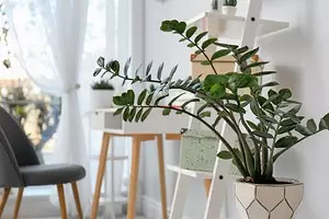 8 tumbuhan dalaman yang paling indah untuk apartmen anda (dan tidak diperlukan) 1022_1