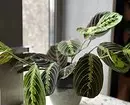 8 moaiste indoorplanten foar jo appartemint (en net nedich) 1022_15