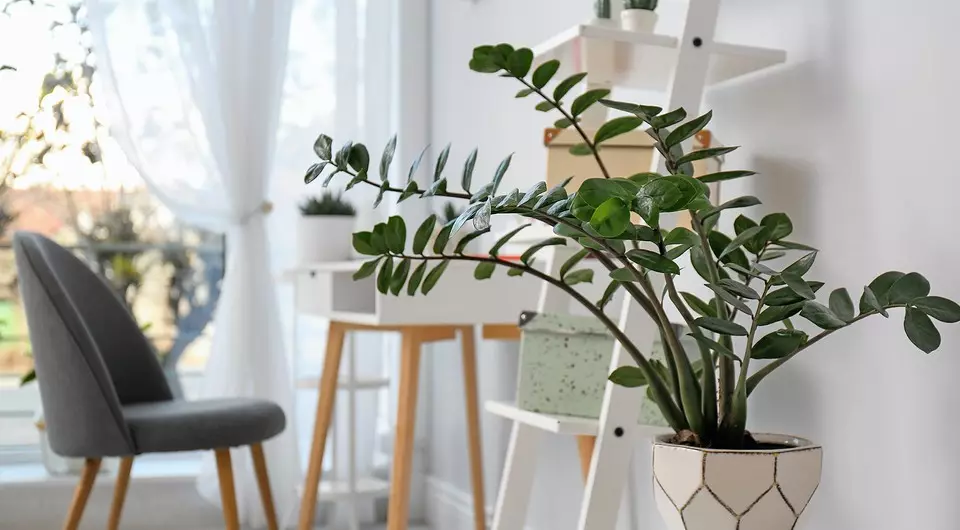 8 najljepših unutarnjih biljaka za vaš stan (i nije potrebno)