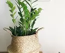 8 tumbuhan dalaman yang paling indah untuk apartmen anda (dan tidak diperlukan) 1022_4