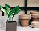 8 vakreste innendørs planter for leiligheten din (og ikke nødvendig) 1022_41