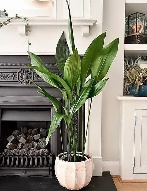 8 smukkeste indendørs planter til din lejlighed (og ikke nødvendig) 1022_44