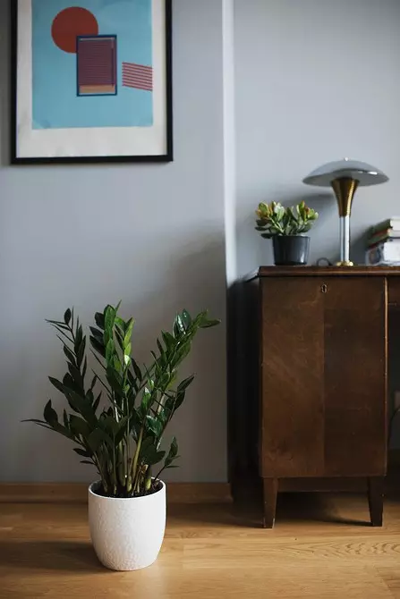 8 زیباترین گیاهان داخلی برای آپارتمان شما (و مورد نیاز نیست) 1022_5