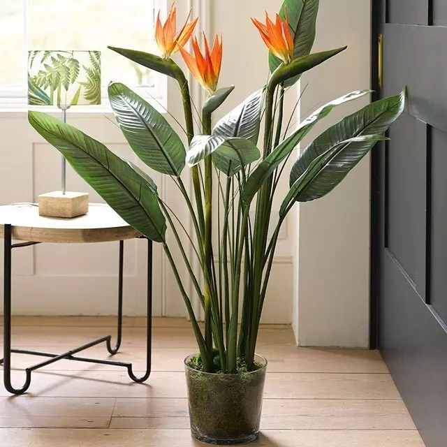 8 vakreste innendørs planter for leiligheten din (og ikke nødvendig) 1022_50
