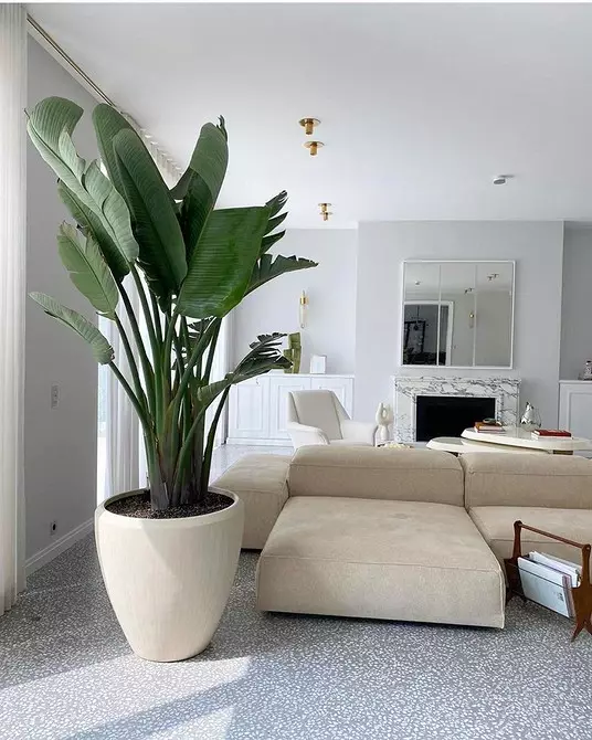 8 tanaman indoor paling indah untuk apartemen Anda (dan tidak diperlukan) 1022_51