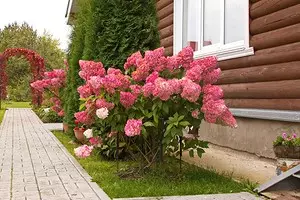 Hydrangea متفرقه: قوانین فرود و مراقبت 10343_1