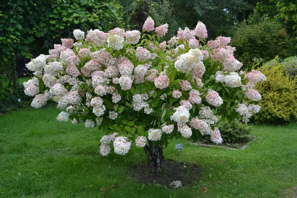 Hydrangea متفرقه: قوانین فرود و مراقبت 10343_8