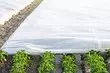 Nhungamiro pane zvigadzirwa zvecherechedzo: Kune Greenhouses, Greenhouse nemubhedha