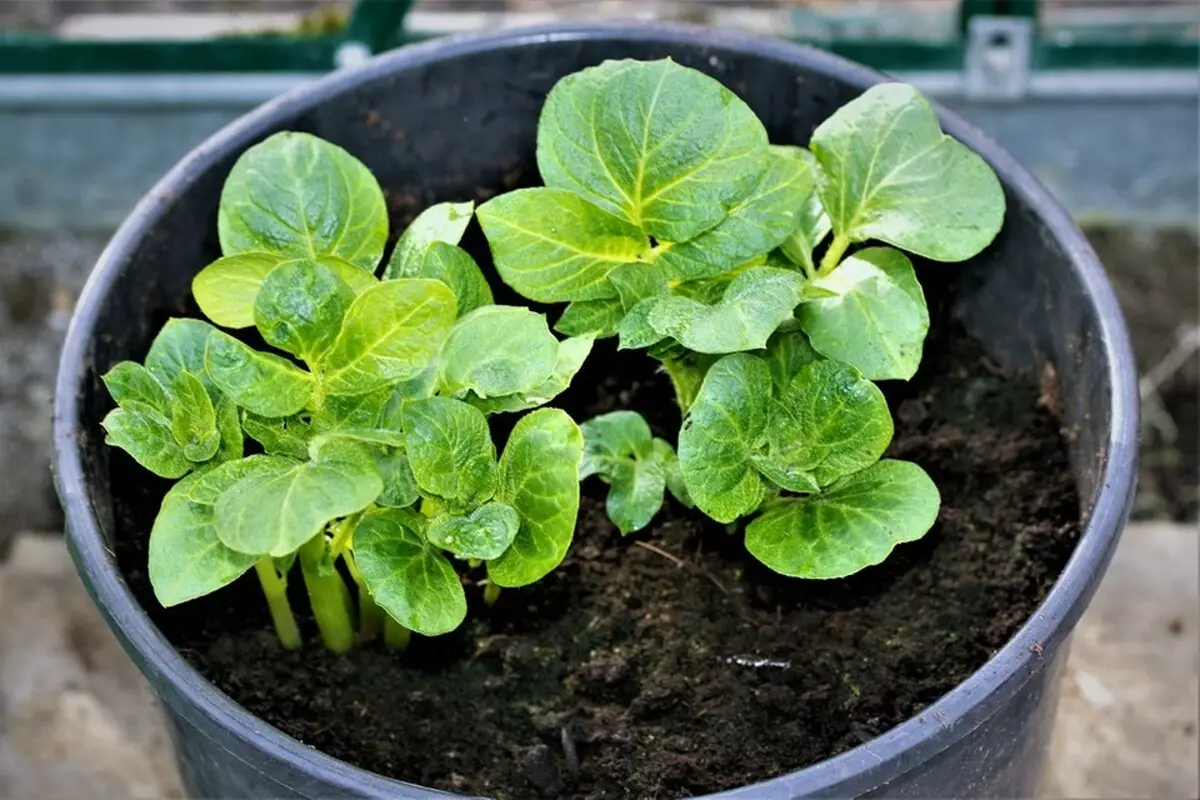 7 vegetables and legumes that are easy to grow in containers (if there is no room for beds) 10353_12