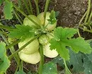7 vegetables and legumes that are easy to grow in containers (if there is no room for beds) 10353_13