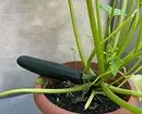 7 vegetables and legumes that are easy to grow in containers (if there is no room for beds) 10353_14