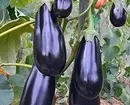 7 vegetables and legumes that are easy to grow in containers (if there is no room for beds) 10353_18