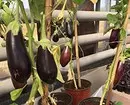 7 vegetables and legumes that are easy to grow in containers (if there is no room for beds) 10353_19