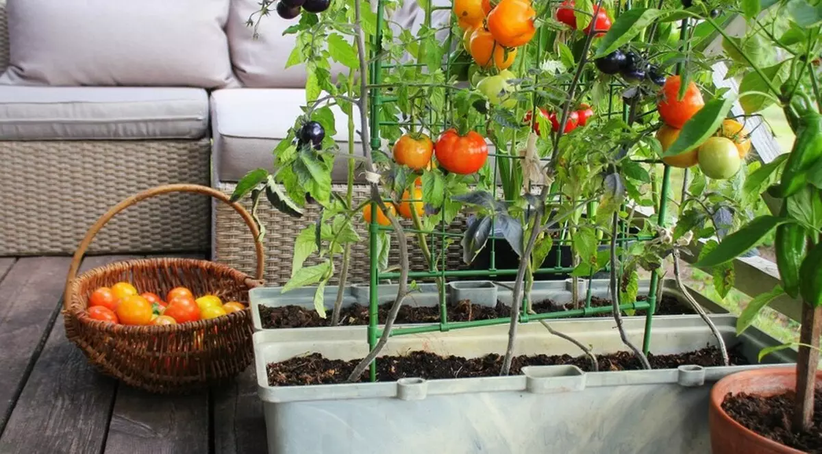 7 vegetables and legumes that are easy to grow in containers (if there is no room for beds)
