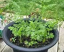 7 vegetables and legumes that are easy to grow in containers (if there is no room for beds) 10353_22