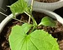 7 vegetables and legumes that are easy to grow in containers (if there is no room for beds) 10353_28