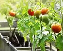 7 vegetables and legumes that are easy to grow in containers (if there is no room for beds) 10353_4