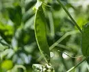 7 vegetables and legumes that are easy to grow in containers (if there is no room for beds) 10353_7