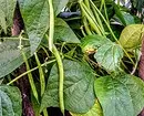 7 legumes e legumes que são fáceis de crescer em contêineres (se não há espaço para camas) 10353_8