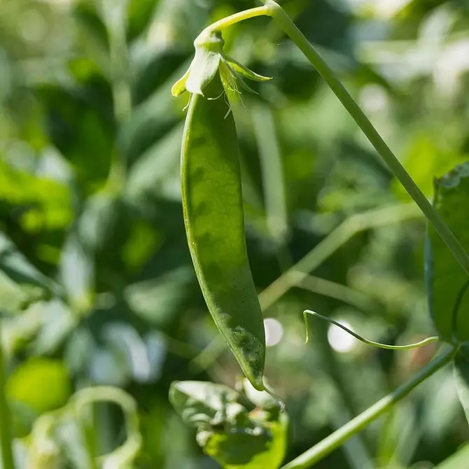 7 vegetables and legumes that are easy to grow in containers (if there is no room for beds) 10353_9