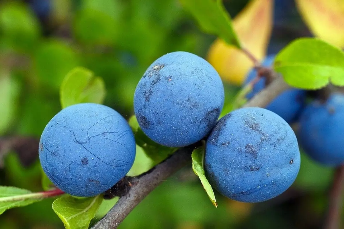 Cosa può essere piantato accanto alla ciliegia: 5 migliori piante-vicini 10357_10