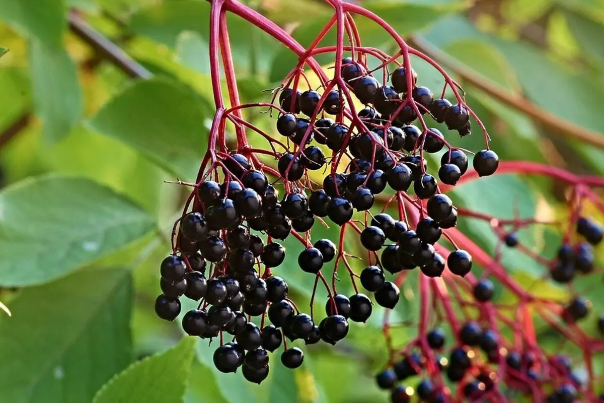 O que pode ser plantado ao lado da cereja: 5 melhores vizinhos de plantas 10357_12