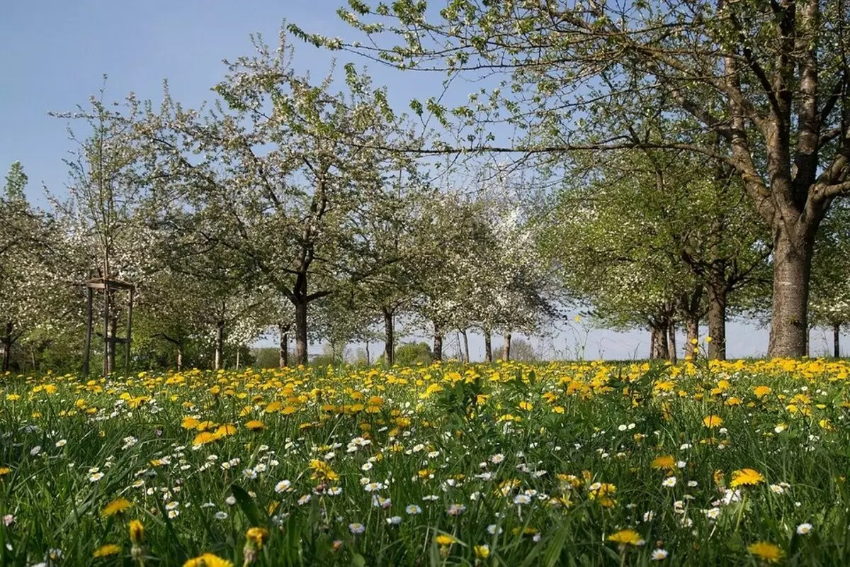 चेरी के बगल में क्या लगाया जा सकता है: 5 सर्वश्रेष्ठ पौधे-पड़ोसी 10357_3