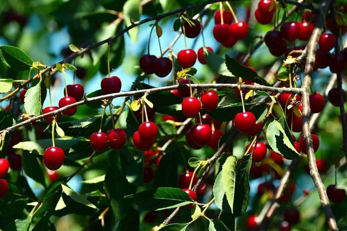 O que pode ser plantado ao lado da cereja: 5 melhores vizinhos de plantas 10357_6