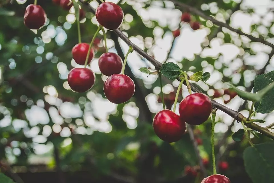 Mida saab istutada Cherry kõrval: 5 parimat taimi-naabrit 10357_7