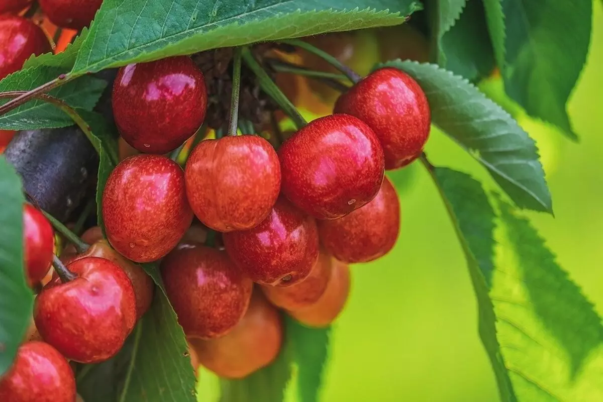 O que pode ser plantado ao lado da cereja: 5 melhores vizinhos de plantas 10357_9