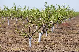 शरद ऋतूतील झाडे लावतात: प्रक्रिया कशी वाढवायची 10411_1