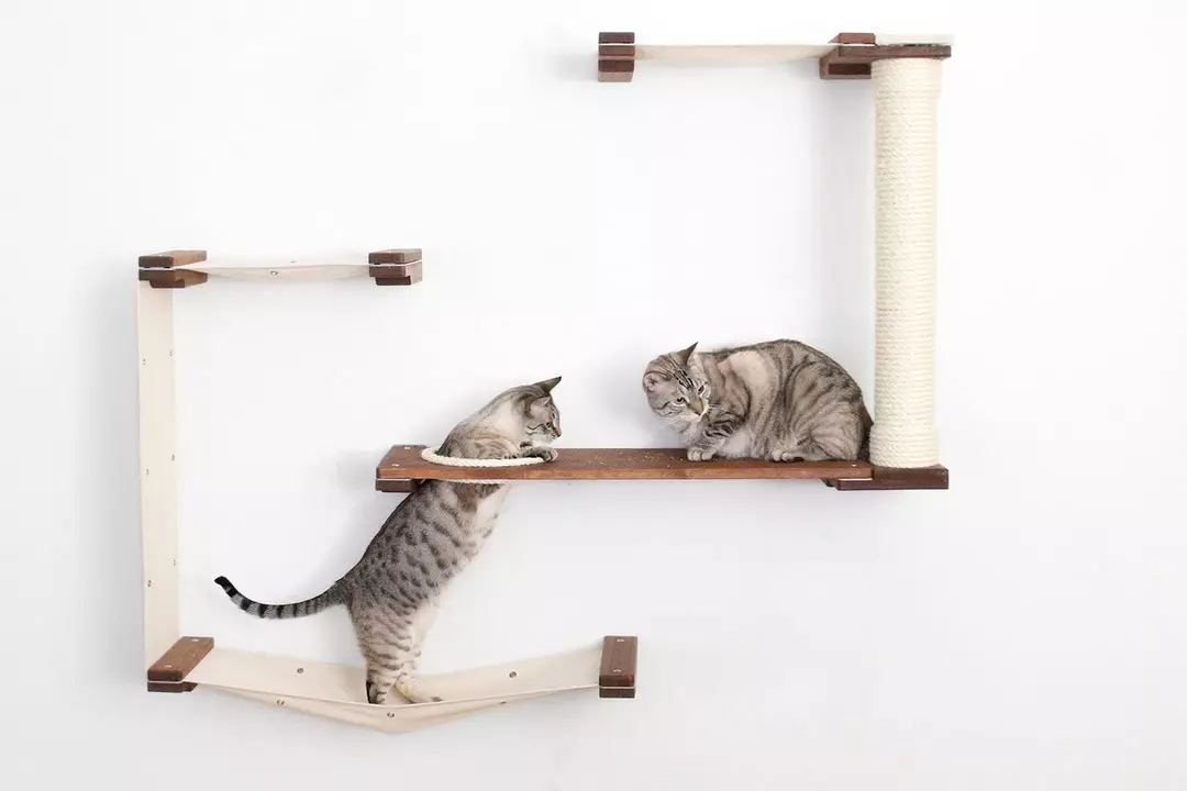 Cum de a alege o casă pentru o pisică, astfel încât să-ți plăcea animalul
