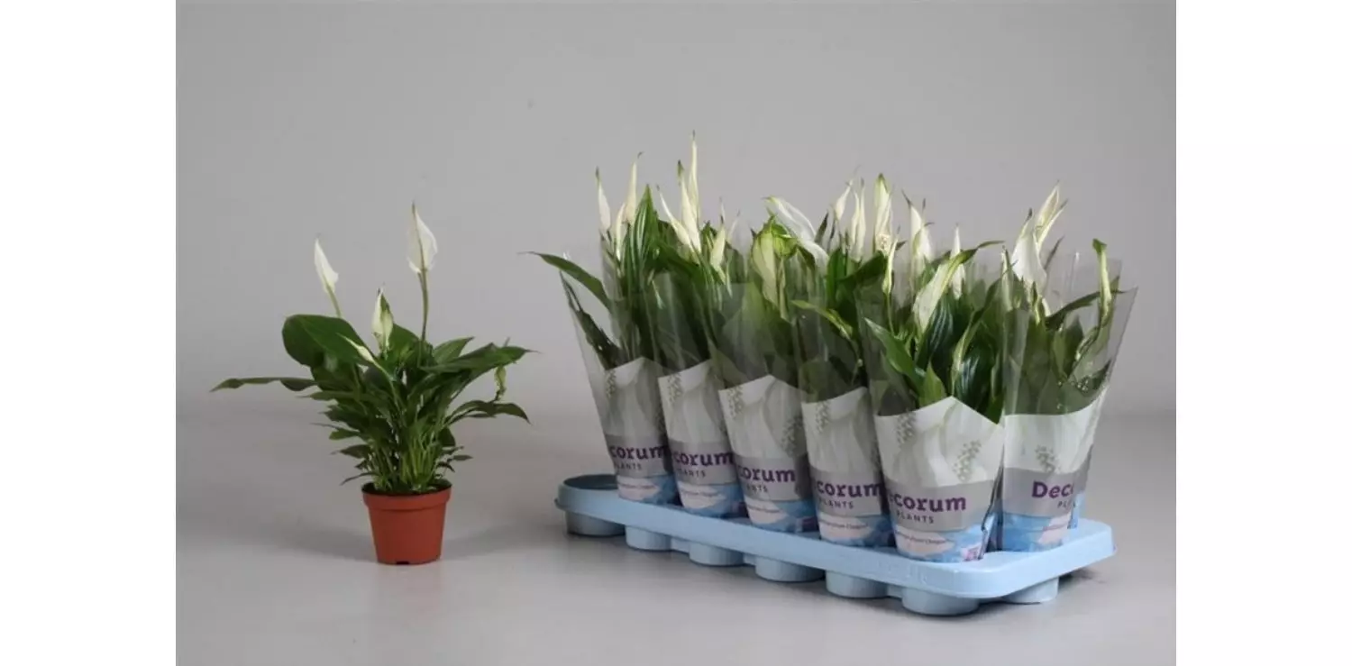 9 тіньолюбних рослин, які можна купити в найближчому супермаркеті