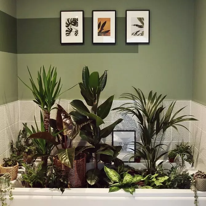 How to wash indoor plants (and whether it is necessary to do it) 1054_12