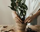 Com rentar les plantes d'interior (i si cal fer-ho) 1054_15