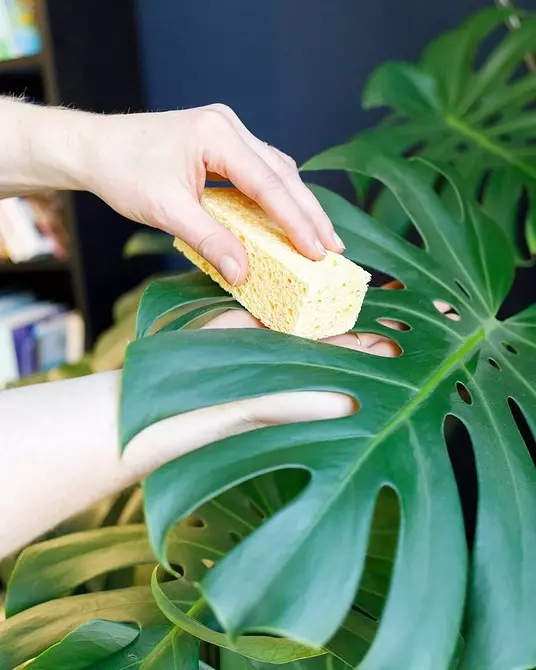 How to wash indoor plants (and whether it is necessary to do it) 1054_21