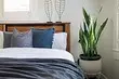 6 Savršene biljke spavaće sobe