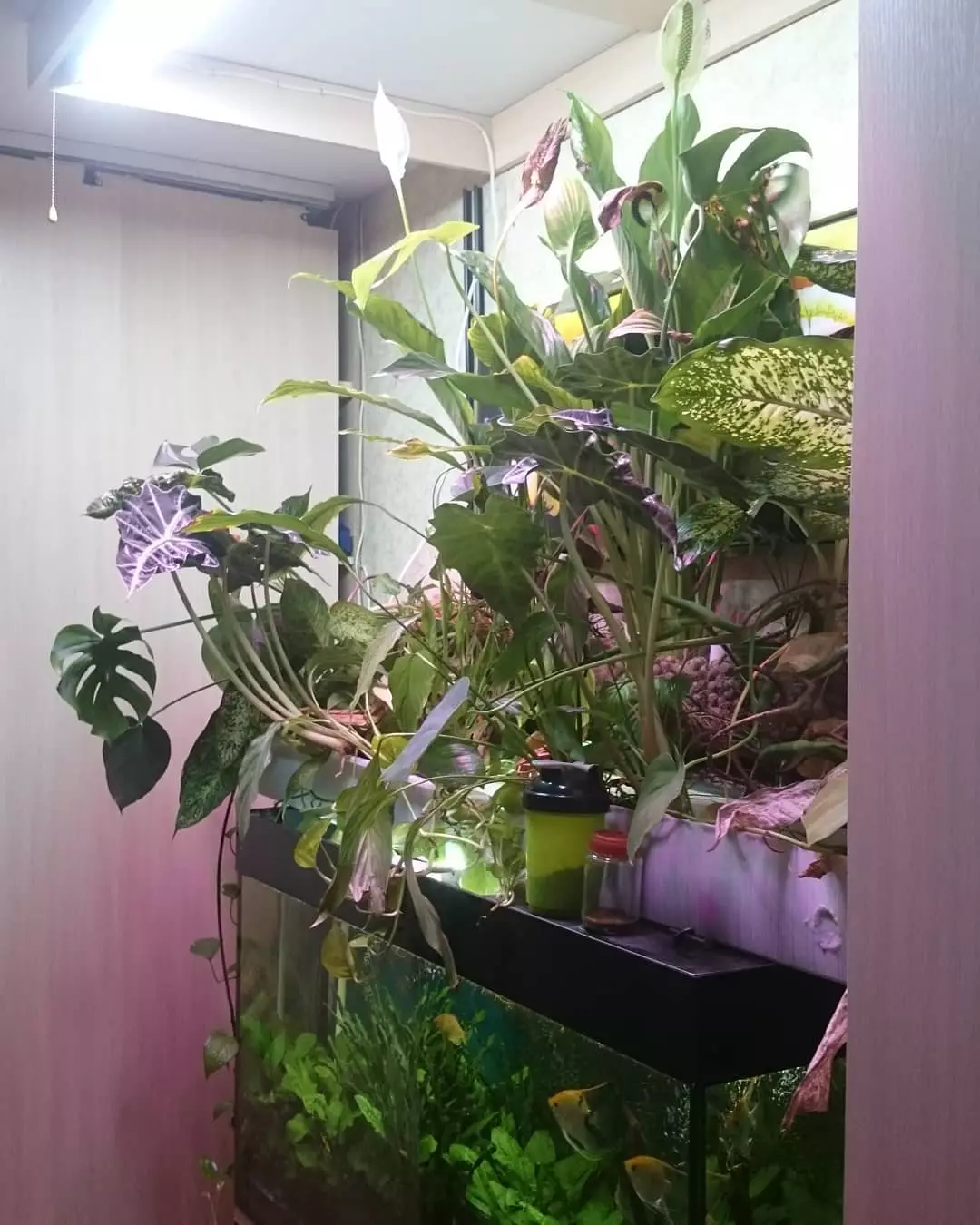 Berkebun vertikal di interior dengan tangan mereka sendiri: Foto