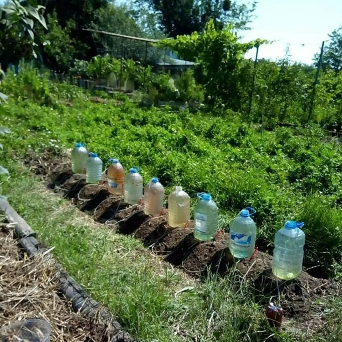 Artesanía de botellas con sus propias manos: 6 ideas frescas y simples para el jardín. 10683_74