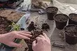 8 Gewilde foute wanneer u met tuinmisstowwe werk