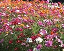Hvilke blomster å plante for å blomstre hele sommeren: 15 beste alternativer 10742_100