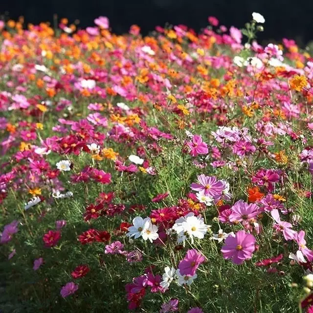 Hvilke blomster å plante for å blomstre hele sommeren: 15 beste alternativer 10742_104