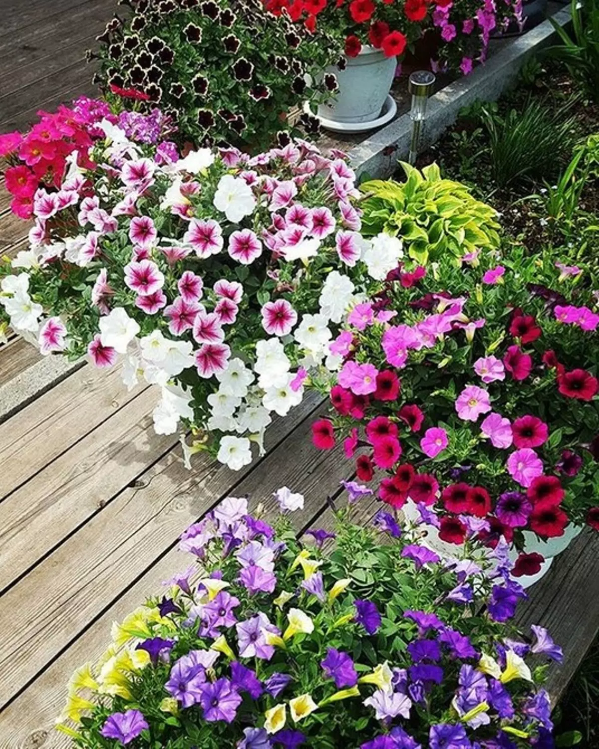 Qué flores para plantar florecer todo el verano: 15 mejores opciones 10742_11