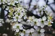 10 mejores arbustos de país floreciendo flores blancas